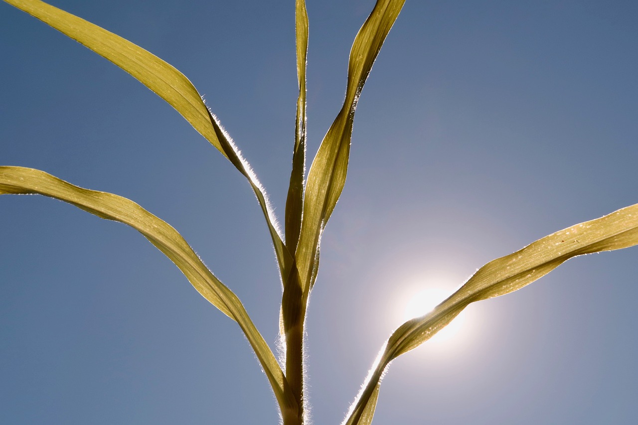 How to Design a Drought-Tolerant Garden